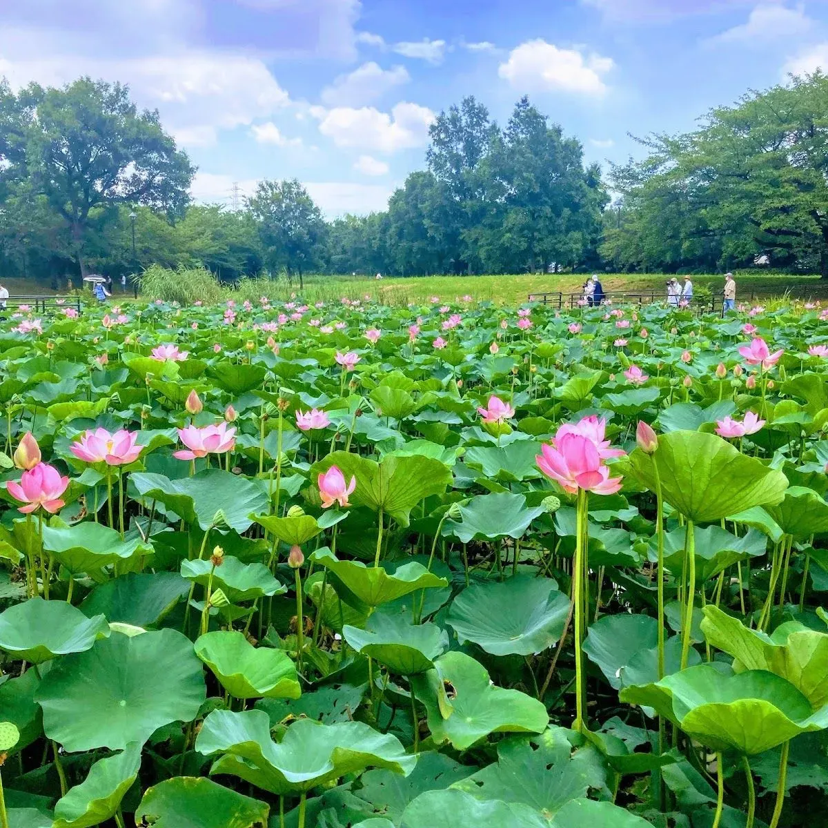 Mizumoto Park 3
