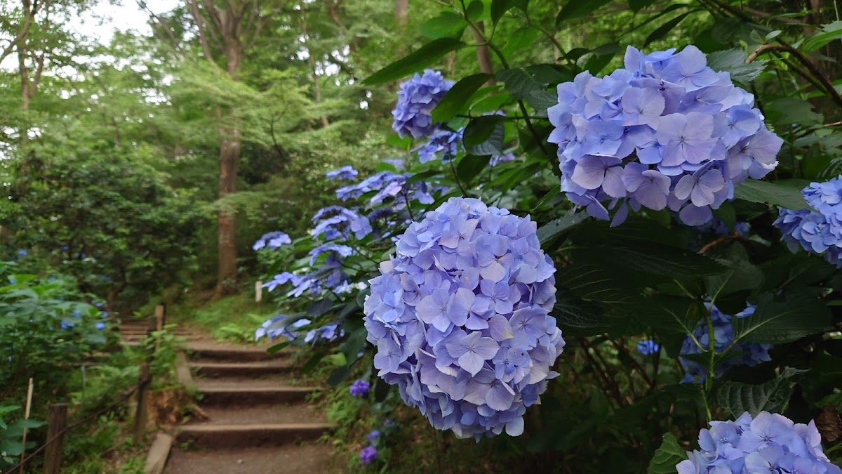 Tama Hills Nature Park 2