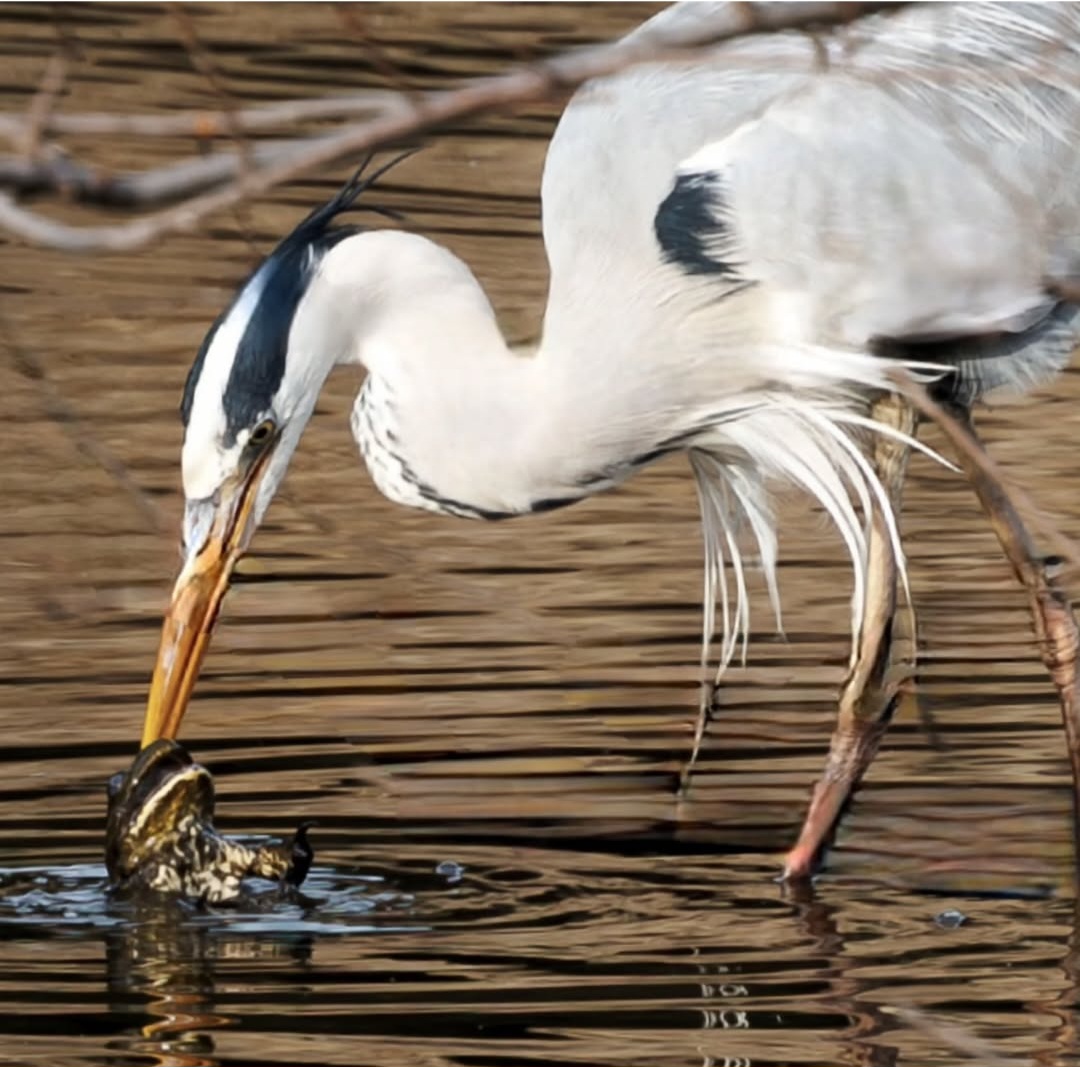 Tokyo Port Wild Bird Park 3