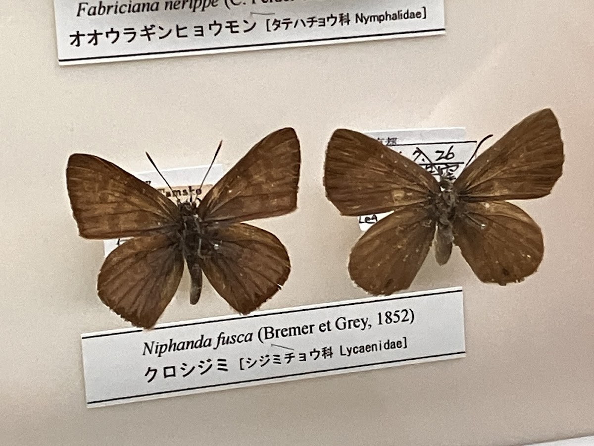 The University Museum, The University of Tokyo 4