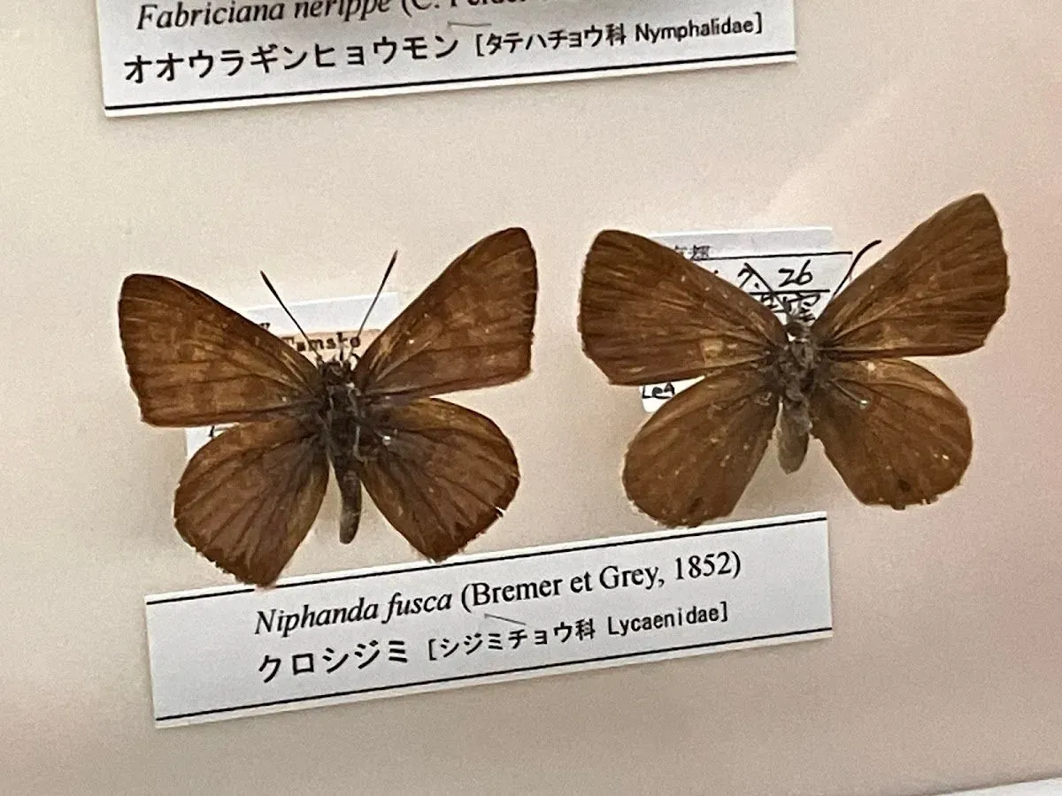 The University Museum, The University of Tokyo 4