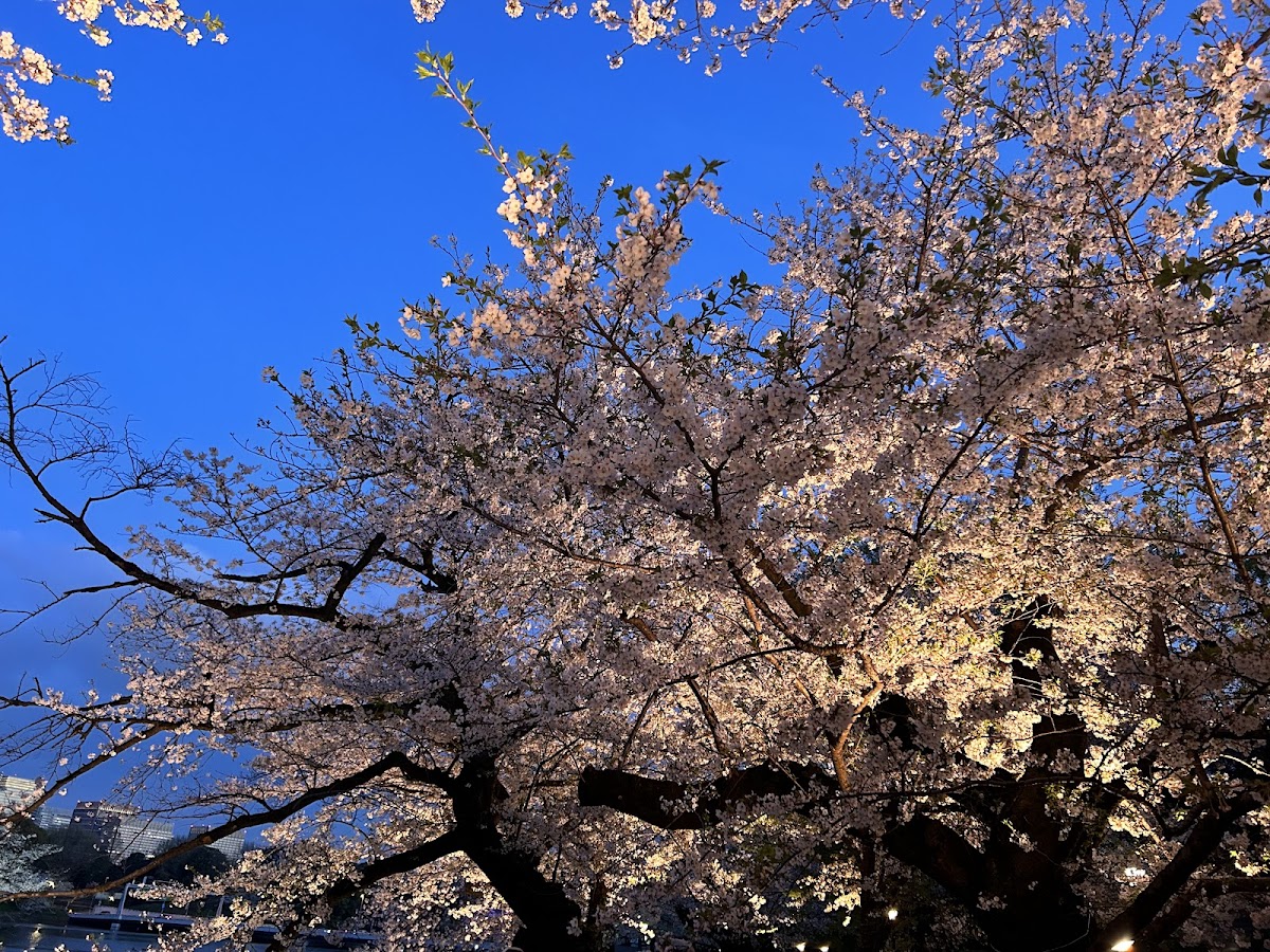 Chidorigafuchi Park 3