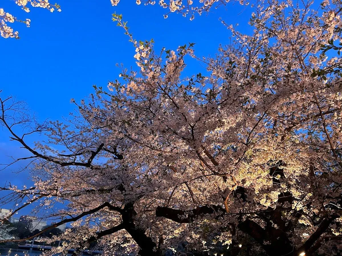 Chidorigafuchi Park 3