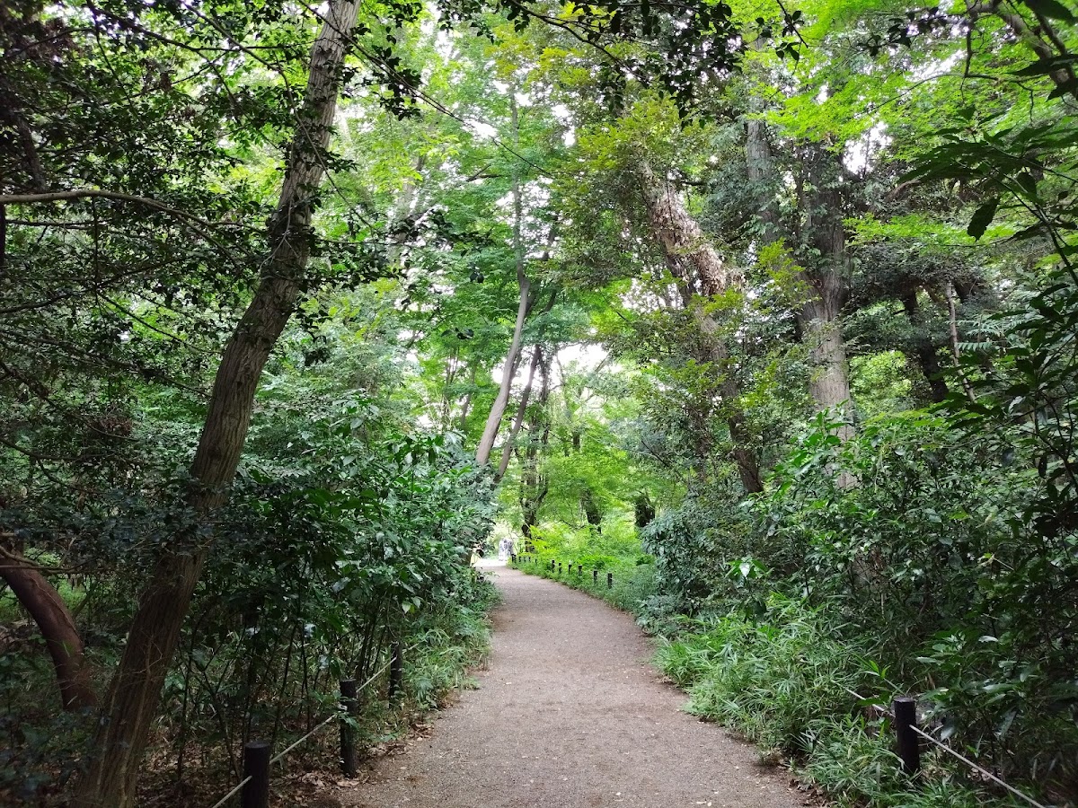 Forest path
