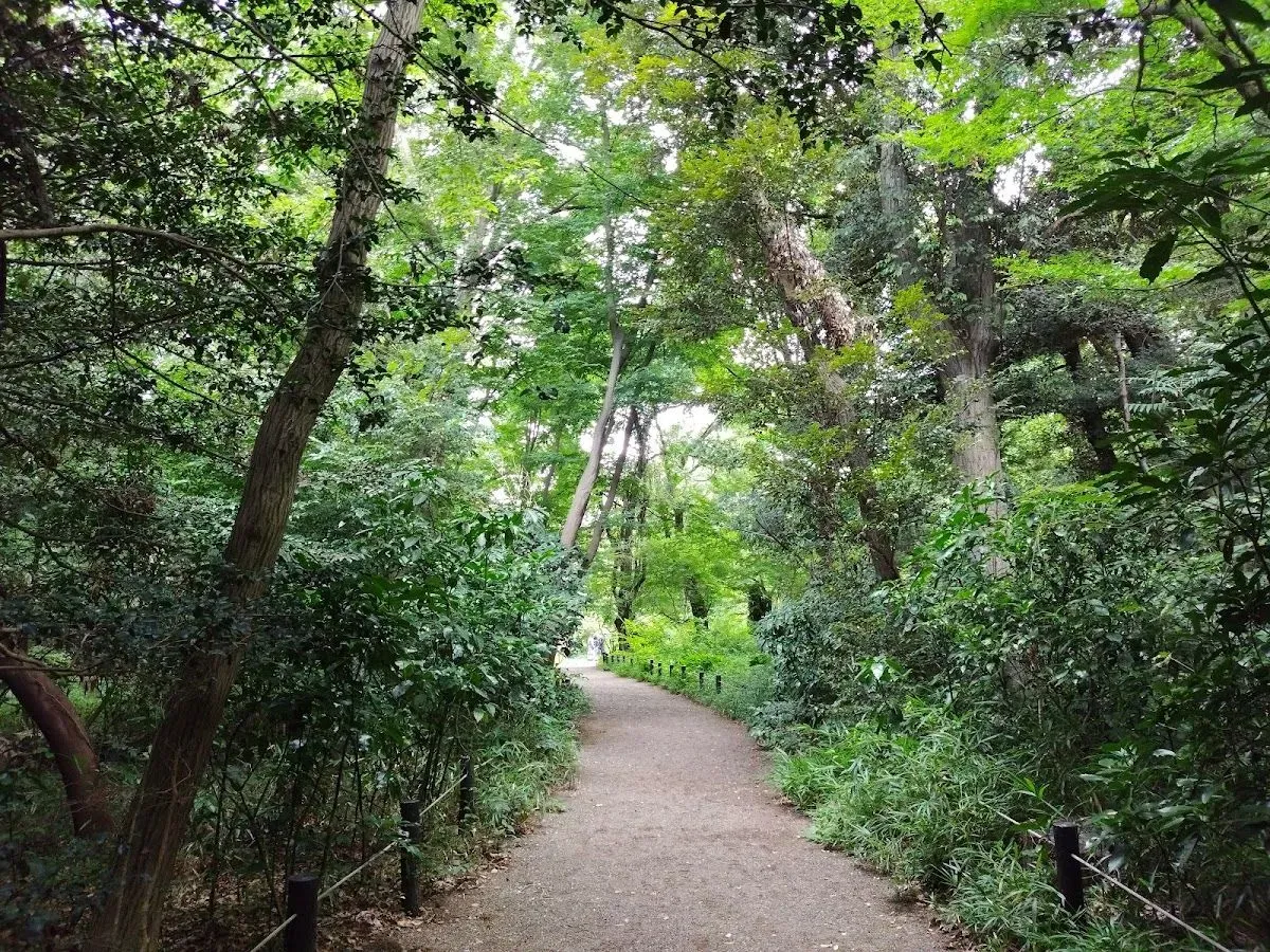 Forest path