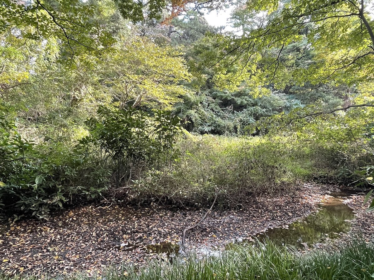 Forest path 2