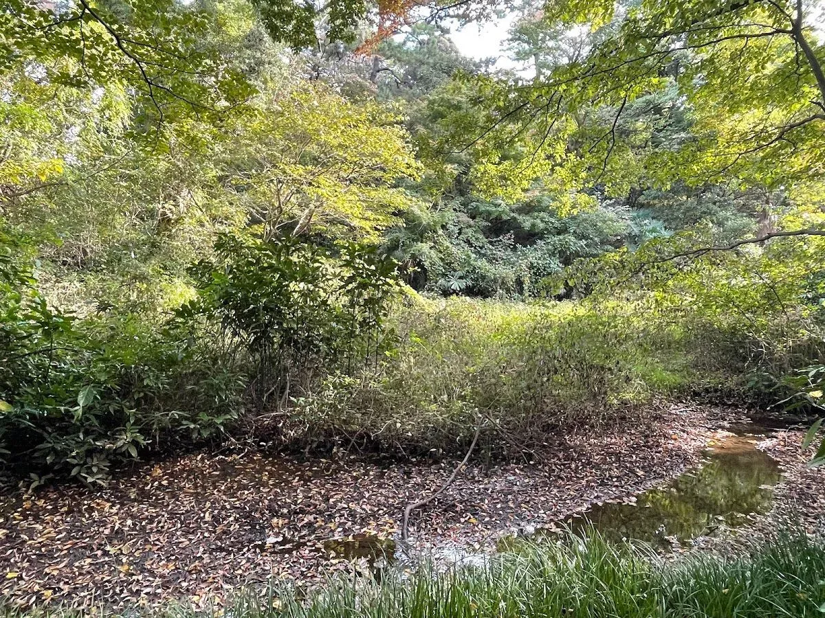 Forest path 2