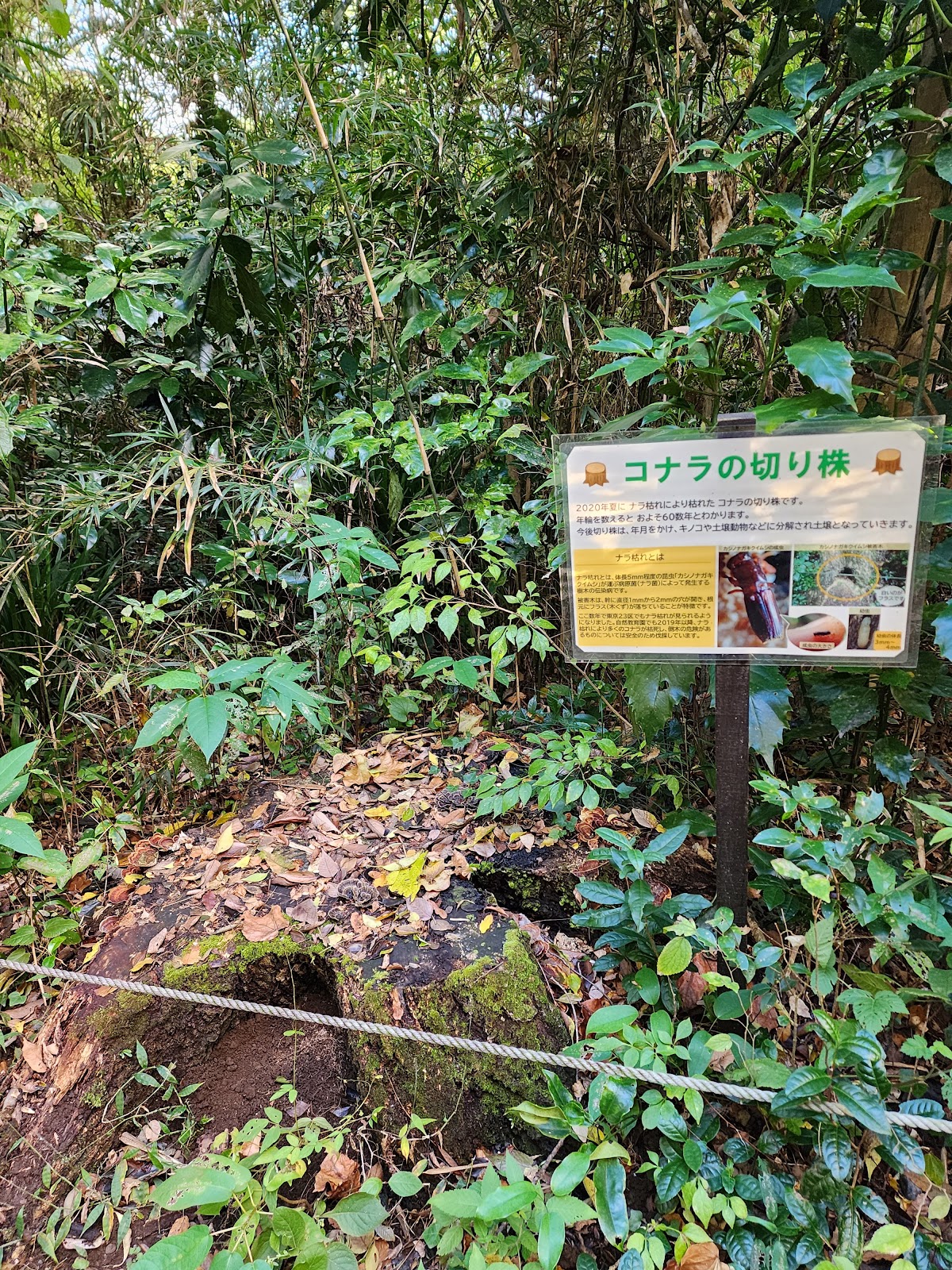 Forest path 3