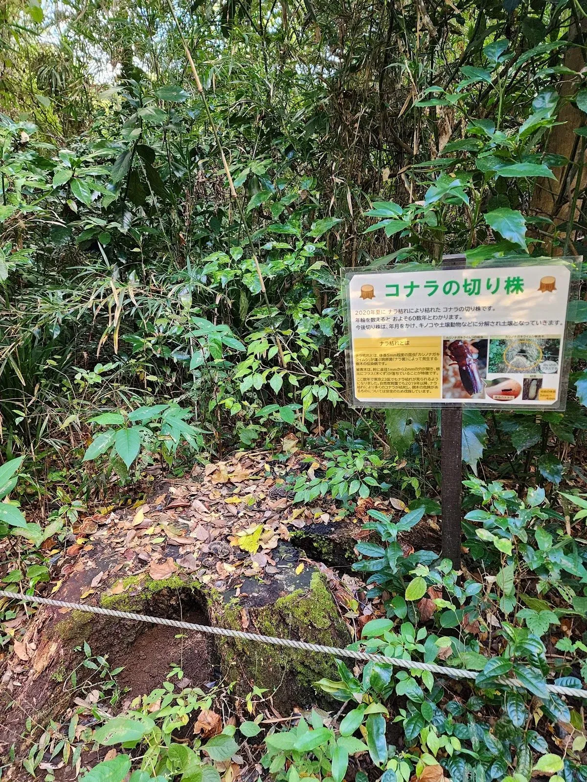 Forest path 3