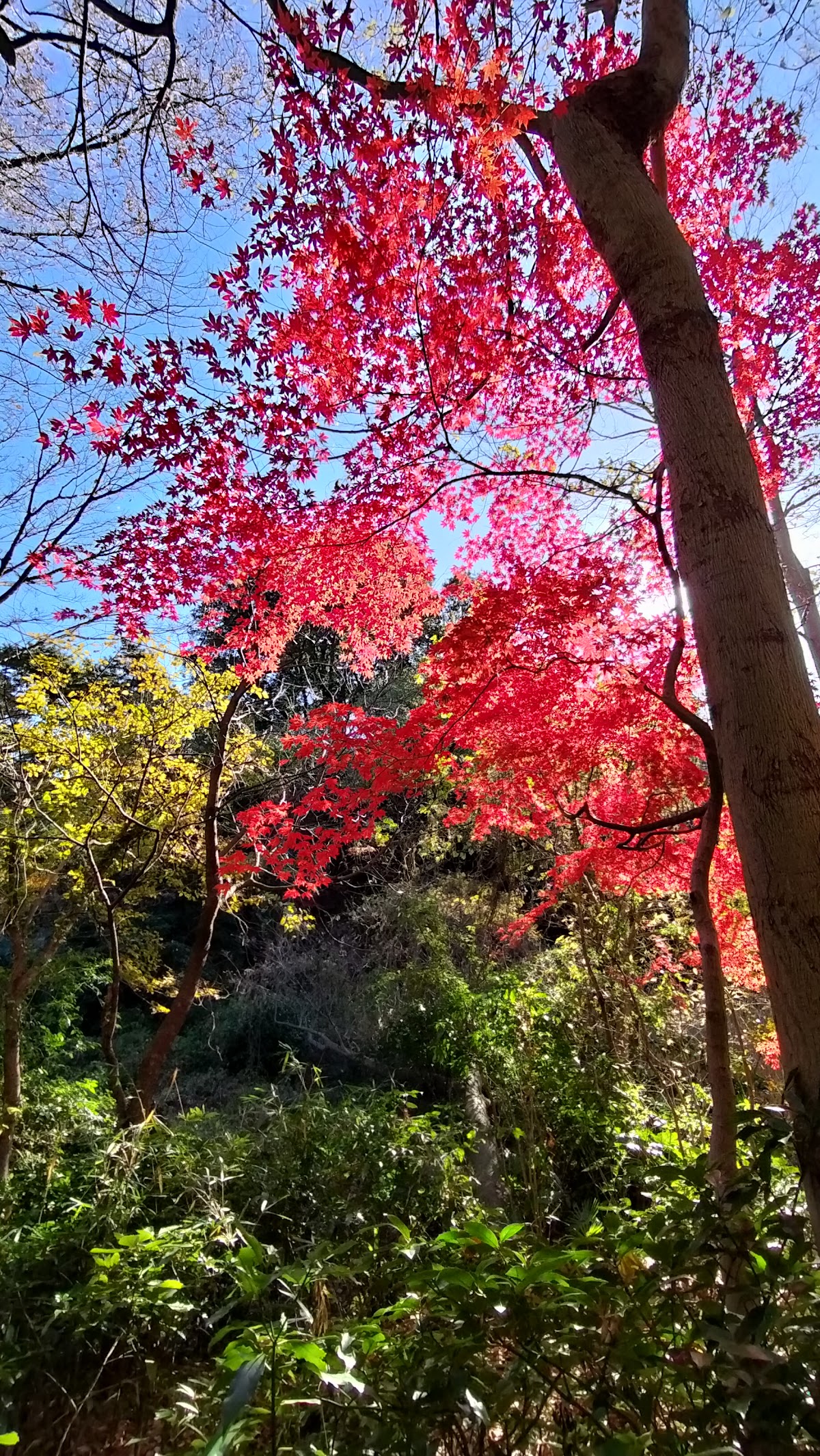 Forest path 4