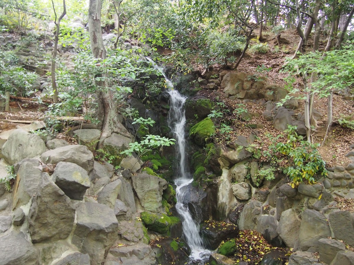 Maple Waterfall 3