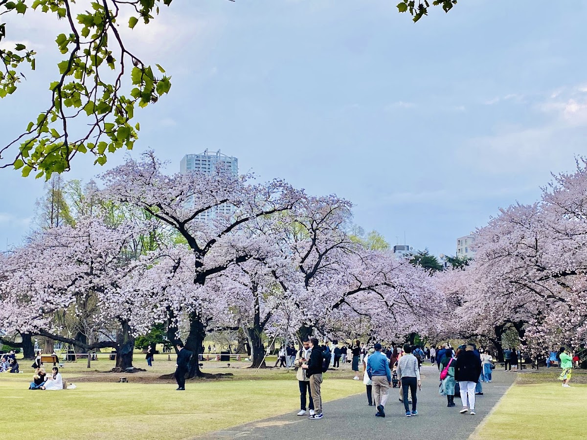 Shinjuku Gyoen National Garden 3