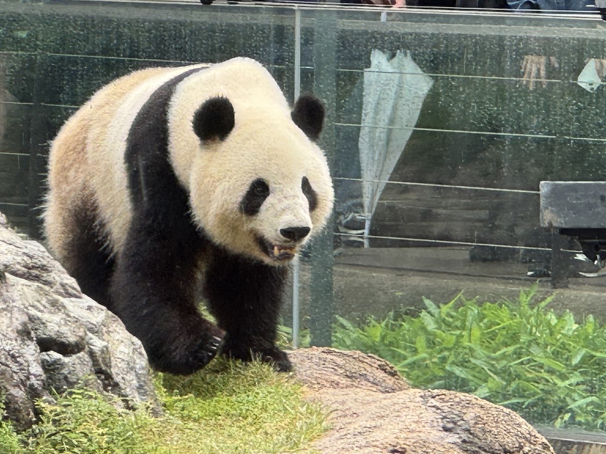 Ueno Zoo