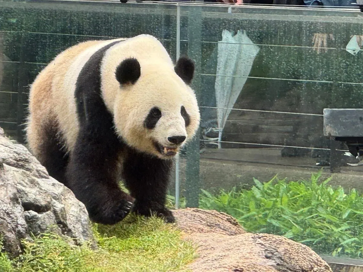 Ueno Zoo