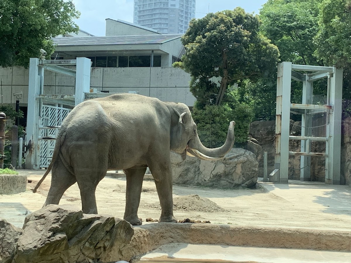 Ueno Zoo 4