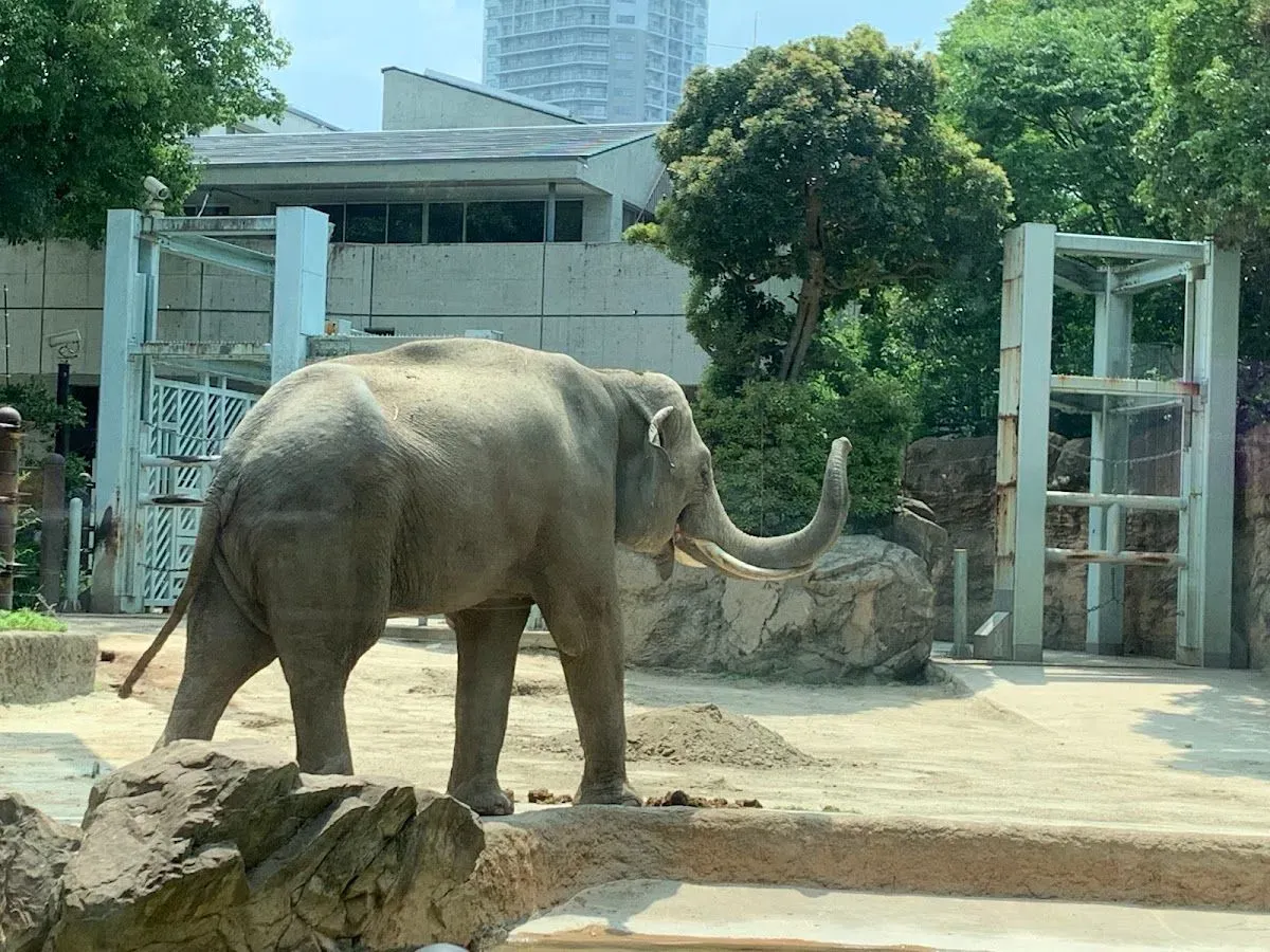Ueno Zoo 4