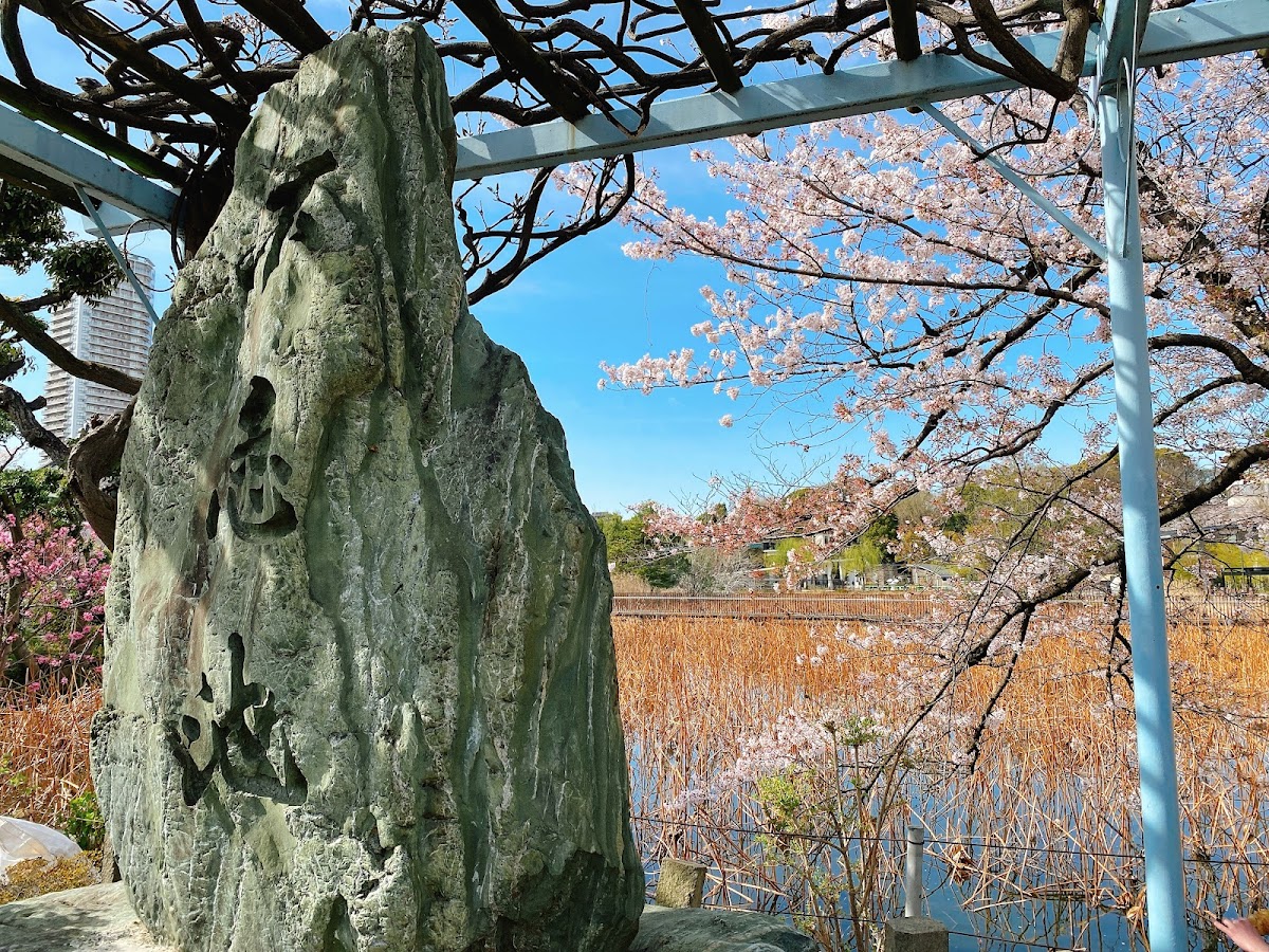 Shinobazu Pond 3