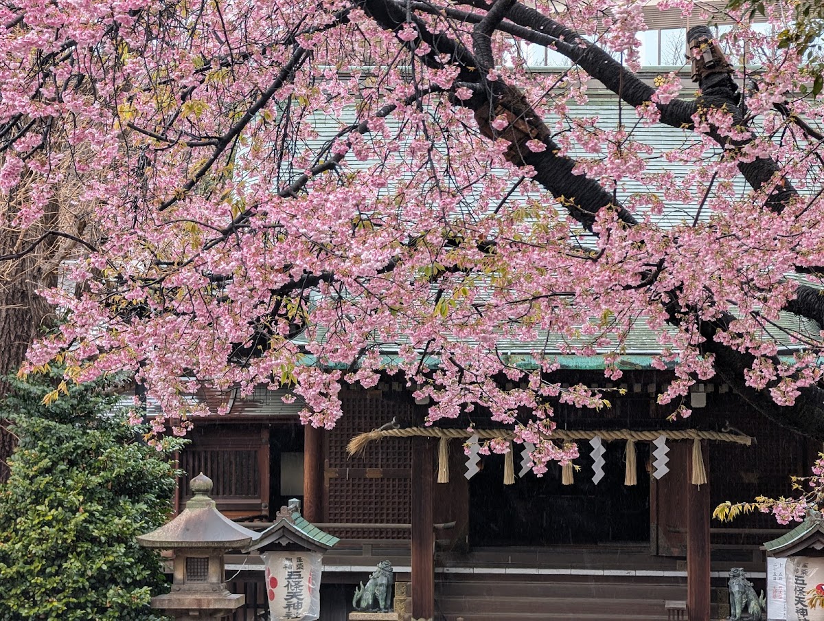 Ueno Park 2