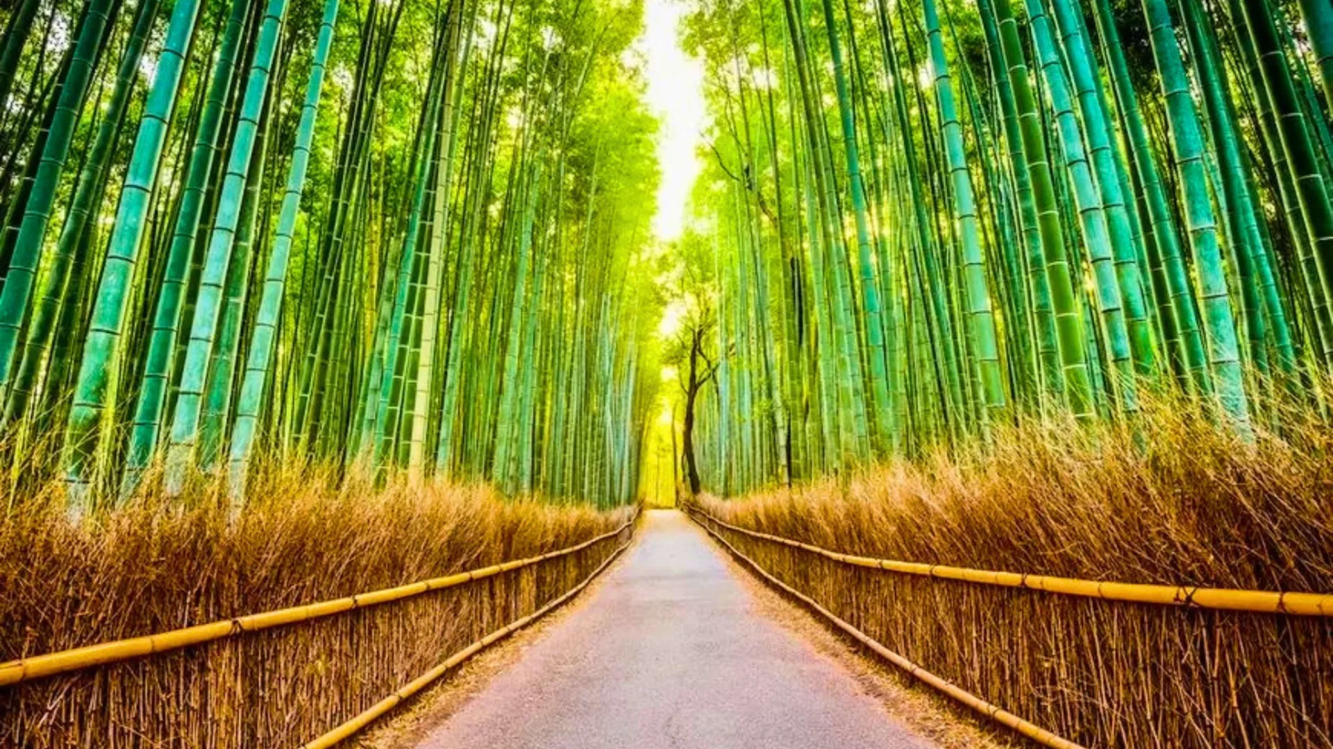 Full-Day Kyoto Tour: Arashiyama Bamboo Grove, Nishiki Market & Gion 1