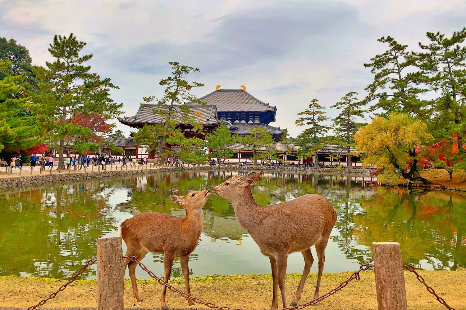 Private Nara Introduction Tour — Deer Park, Temples & Ancient Japan — small-group walking tour in Nara Park, Kintetsu Nara, Japan