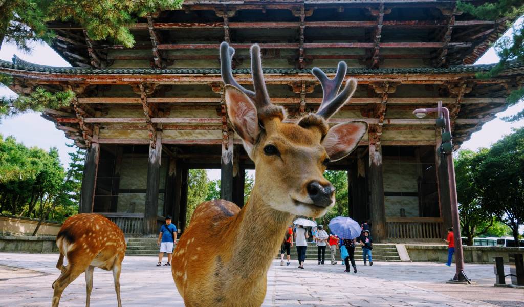Private Nara Introduction Tour — Deer Park, Temples & Ancient Japan in Nara Park, Kintetsu Nara, Japan — photo 4
