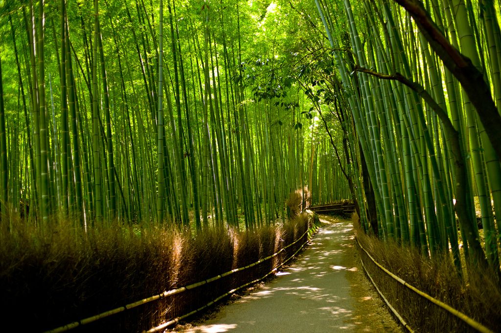 Private Kyoto Full-Day Tour — Temples, Shrines & Timeless Streets in Higashiyama, Arashiyama., Japan — photo 4